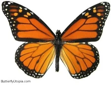 Monarch butterfly (Danaus plexippus) - Unspread, wing closed, dried papered