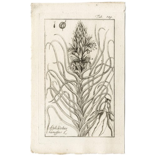 Scarce 1796 ZORN ICONES PLANTARUM Botanical Engraving Pl. 549 ASPHODELUS RAMOSUS - Picture 3 of 5