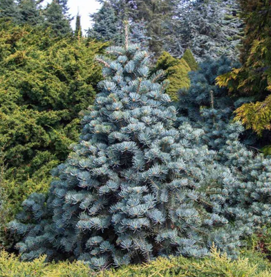 #ad 5 Apache White Fir Bare Root Trees 12 18quot; Tall 2 Year Old Zones 4 8 $97.99