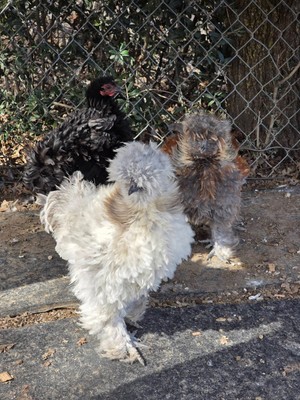 12 fertilized Silkiem, Bantam Cochin & Satin (Smooth/Frizzle) small chicken eggs