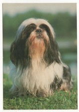 POSTCARD: SHIH TZU DOG - ANIMALS - UNWRITTEN
