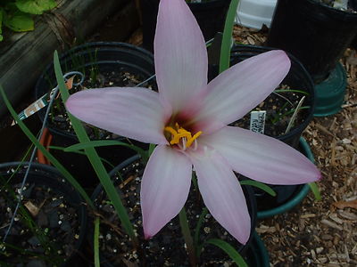 Rain Lily, Habranthus Floryi Cherry Pink, 3 bulbs, NEW, RARE