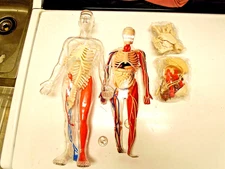 SKILL CRAFT- Visible Man anatomical Model kit-15" tall