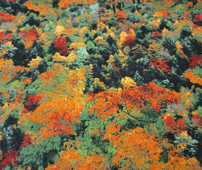 30'' Naturescapes Red Rooster Fall Tree Tops Scenic