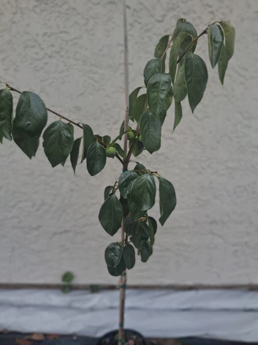 GRAFTED PERSIMMON - FRUITING FUYU VARIETY-NON ASTRINGENT-54" TALL -CÂY HỒNG GIÒN
