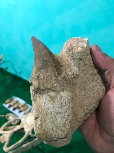 Phosphat Deposit Mosasaur Teeth In Matrix Jurassic Fossilized Peroid Creataceous - Picture 2 of 7