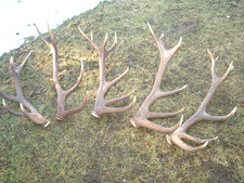 5Abwurfstangen 10,76 kg,Hundefutter,Geweih,Hirschgeweih,Jagdtrophäe,Deko,Basteln