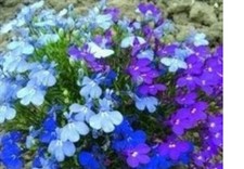 10  X  BEDDING  LOBELIA MINI PLUG PLANTS CHOICE OF VARIETIES  FREE POSTAGE