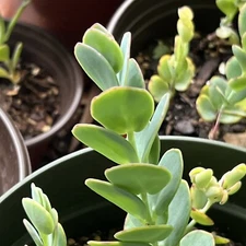 Kalanchoe Marnieriana UNROOTED 4-6” CUTTING Succulent Plant Houseplant Green