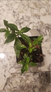 Justica Pectoralis Var Stenophylla  - Live Plant  - Tilo -