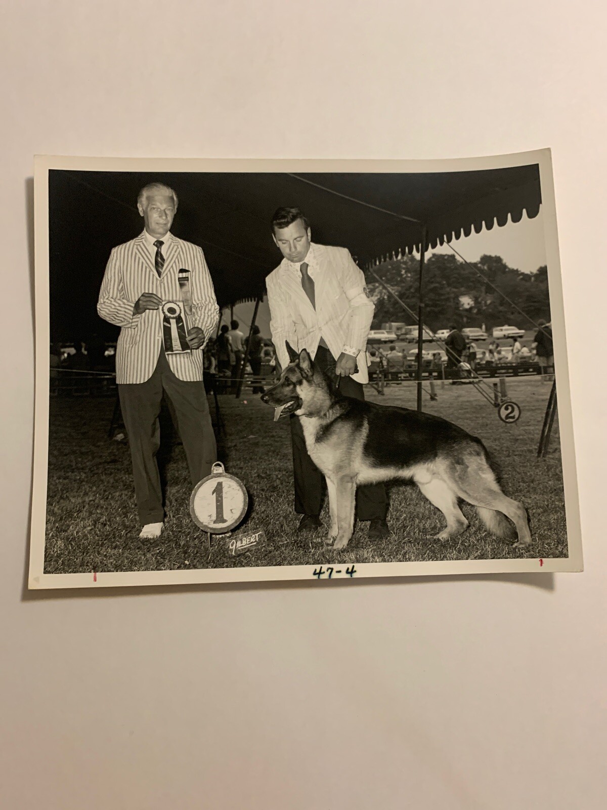 1970s Press Photo Best In Show Champion German Shepherd Dog Kennel Club