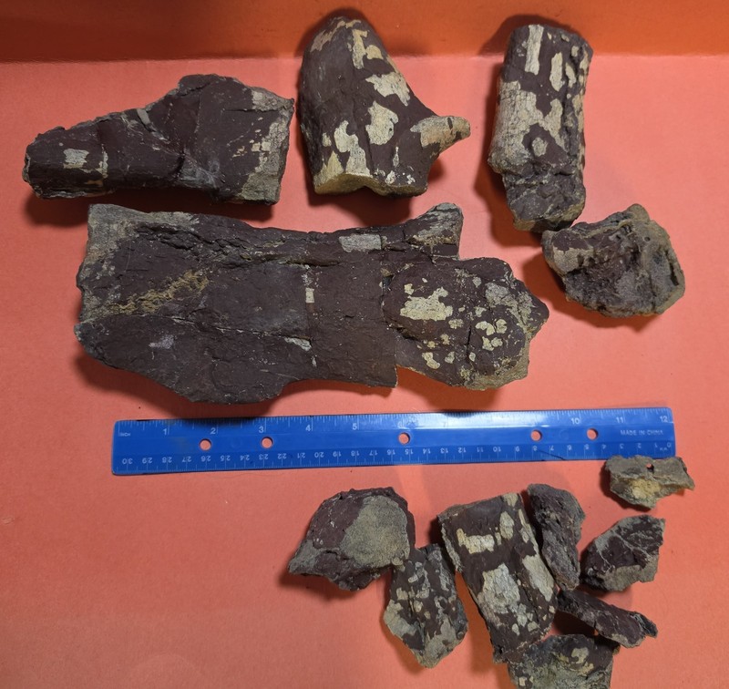 Early mammal fossil bones 55 Million Years Old northwest Wyoming Coryphodon