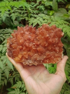 1.82kg Natural Dog Teeth Calcite Crystal Cluster Mineral Specimen - Balochistan 