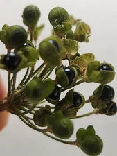 200 ramp/wild leek seeds harvested 2024 in Northeast Ohio Allium tricoccum