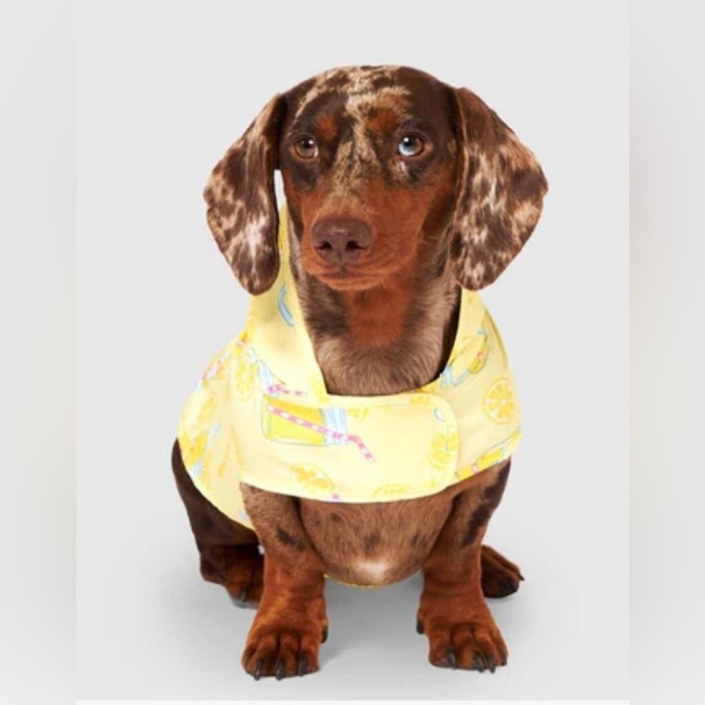 Impermeabile Cane Verde S: Poncho Antipioggia Riflettente Regolabile
