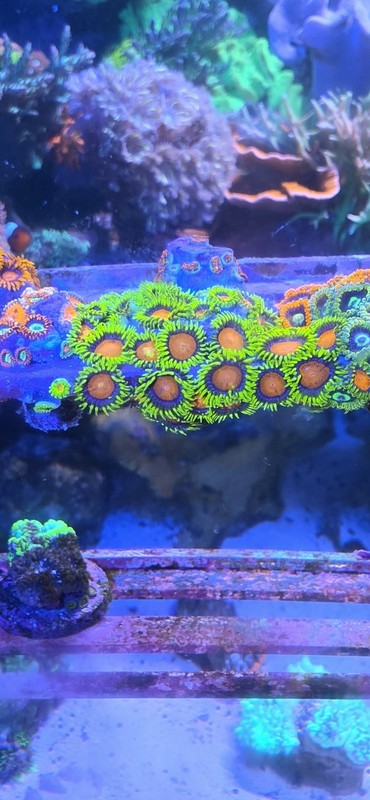 Zoa Pack 5 Frags