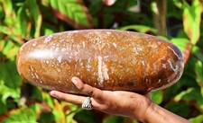 Grande 325MM Naturale Giallo Legno Pietrificato Beige Metafisica Woodstone Shiva