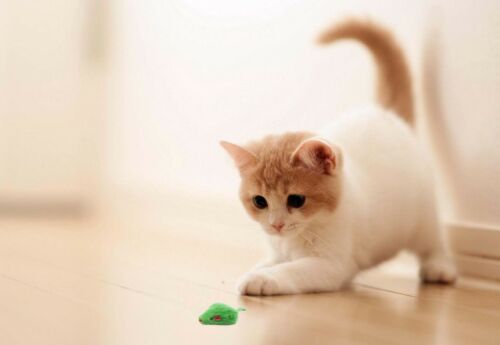 AXEL PETS St Patrick's Day Irish Festive Holiday Cat Rabbit Fur Mice Toys Catnip - Picture 5 of 6