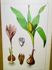 ANTIQUE POSTER FLOWER NATURE POSTER PICTURES ILLUSTRATION 1882 BOTANY PLANT