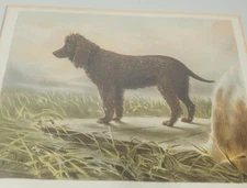 Irish Water Spaniel Book Of The Dog Chromolithograph Cassell London Framed