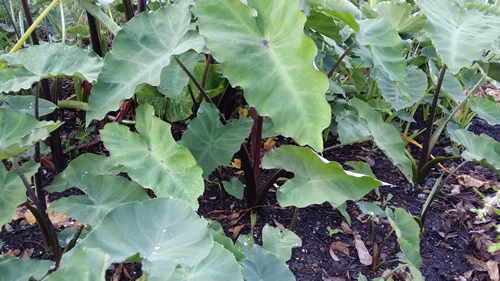 TARO - Asian Light-Green-Purple - One of the Best Taro from Southeast Asia!!! - image 2 of 4