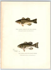 1899 Large and Small Mouth Black Bass Sherman Foote Denton Fish Print