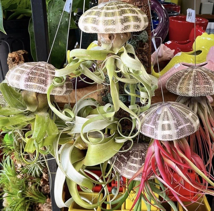 Airplants
