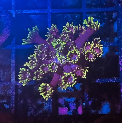 CE- WYSIWYG Purple Glory Rainbow Goni Frag - Live Coral Frag LPS SPS #R1GC12