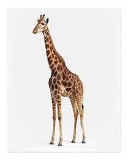 Giraffe Poster Wall Art - Elegant Wildlife Decor Premium Quality