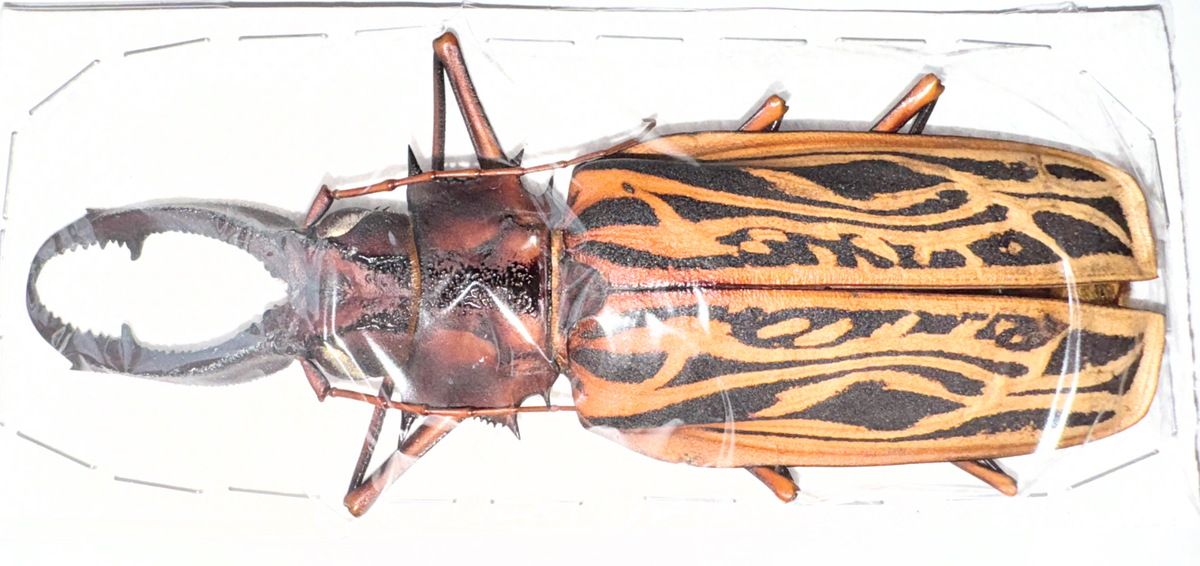 Cerambycidae Macrodontia cervicornis 145mm A1 from PERU - #3031 | eBay