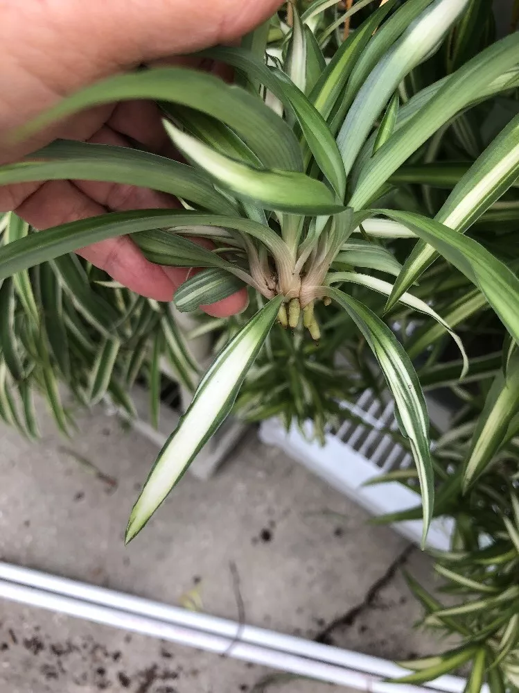 Hawaiian Spider Plant