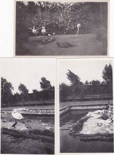 Drei antike 30er Jahre Schnappschuss Fotos von Cleethorpes / Grimsby Zootieren