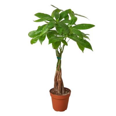 Money Tree / Feng Shui Plant / Good Luck Tree in 4 inches pot | eBay