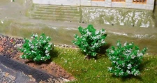 10 White Flowering Bushes, Shrubs, 28 Mm High