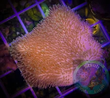 SAF~ Toadstool Leather Coral Frag,  “WYSIWYG” Soft, Coral Colony, SPS, LPS