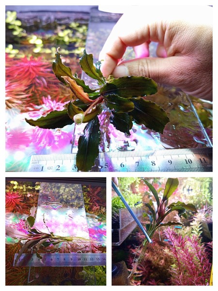 Bucephalandra