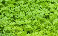 500+Winter Chervil Seeds French Parsley Sweet sicily Gourmet’s parsley Herb USA