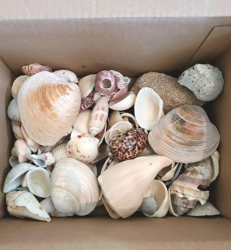 Lot of Sea Shells From Beach Florida 4.4lbs Beach Variety eBay