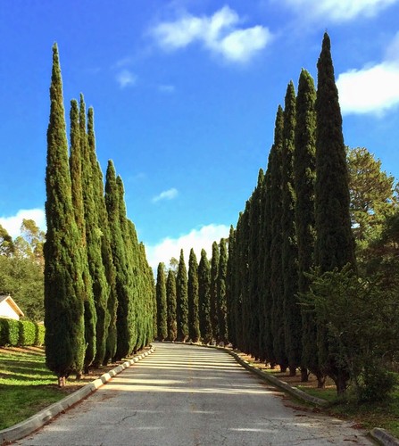 Upright Italian Cypress | Premium Seeds | Cupressus sempervirens Stricta Plants' - Picture 9 of 15