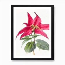 Red Trillium Wildflower Watercolour Framed Wall Art Poster Canvas Print Picture
