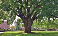 American White Elm Tree Seeds (Ulmus americana) Fast Growing Shade
