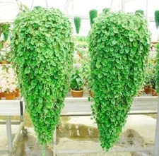 Emerald Falls Dichondra Seeds for Planting (10 Seeds) - Stunning Weeping Plant
