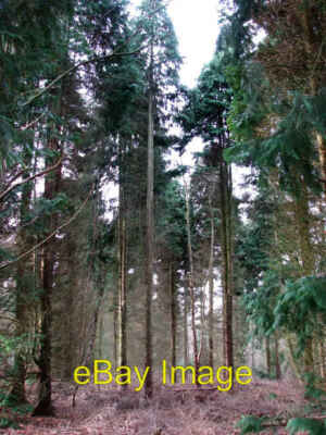 Photo 6x4 Cypress trees in Great Wood Cromer/TG2142 Many of the ancient  c2007