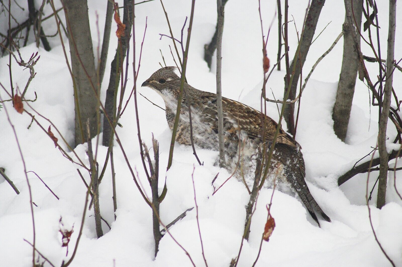 Ruffed Grouse Popular product Max 45% OFF Taxidermy Decoy Cd Carving Reference Photo