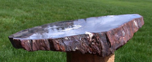 SiS: JET BLACK GLASSY 10" Petrified Wood Round - CIRCLE CLIFFS Utah ESTATE Slab! - Picture 2 of 4