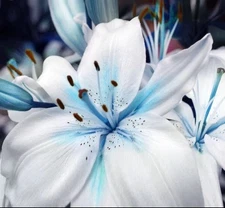 50+ Seeds Blue Lily / blue Rare Lily Plant Seeds Potted. (#6235)