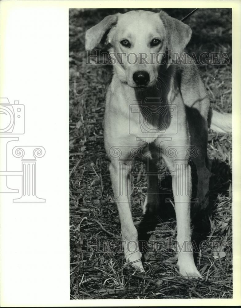 1991 Press Photo Tammany Humane Society has female shepherd