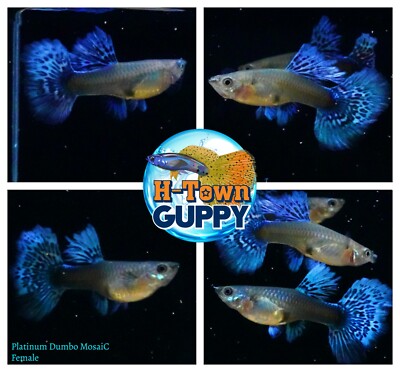 FEMALE ONLY x2 Live Aquarium Guppy Fish High Quality Dumbo