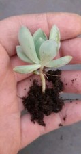 Pachyveria Rooted Succulent House Plant As Shown In Image