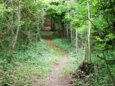 Foto 6x4 Steiler Wald Fußweg in der Nähe von Blue Bell Hill Kit's Coty c2009